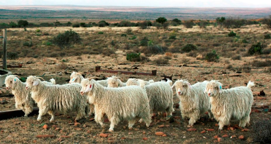 WHY WE WEAR WOOL
